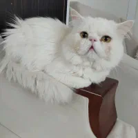 گربه پرشین سفید