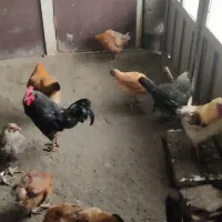 گلپایگانی ومحلی