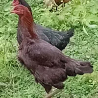 مرغ لار بااصالت|حیوانات مزرعه|کیاشهر, |دیوار