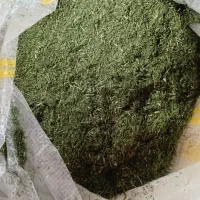 شوید خشک