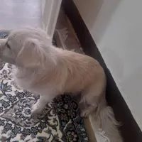 سگ خانگی