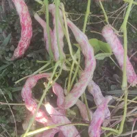 لوبیا چیتی رقم صالح