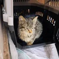 واگذاری رایگان بچه گربه نر دو ماهه|گربه|لاهیجان, فیاض|دیوار