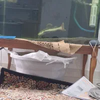 یک عدد ماهی ردتیل بزرگ و سالم