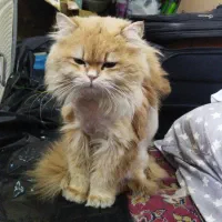 گمشده ۳ روز پیش