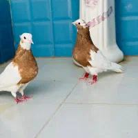 کفتر کبوتر طوقی شازده سینه