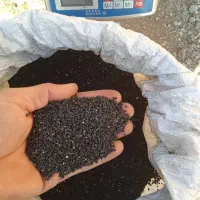 خرید فروش بذر پیاز برای عطاری