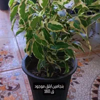 انواع گل‌های آپارتمانی آدرس خیابان اسکان نبشکوچه72|گل و گیاه طبیعی|یزد, |دیوار