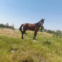 نریان عرب ایرانی ۲۰ماهه