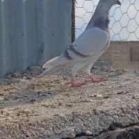 کبوتر فری مولد ..