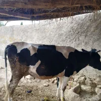 گاو هلشتاین