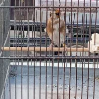 سهره نر داغسر فوری