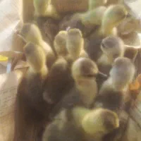 جوجه قوغاز اکراینی و مرندی و محلی