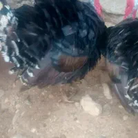 سلام دوعدد بوقلمون نر بازدیددره شهر|حیوانات مزرعه|آبدانان, |دیوار
