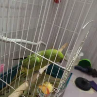 طوطی. ملنگو|پرنده|فولادشهر, مسکن مهر فولادشهر|دیوار