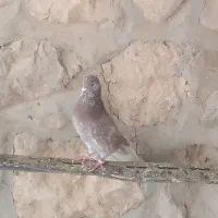 کبوتر پرشی|پرنده|سیروان, |دیوار