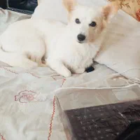 سگم گمشده مژدگانی به یابنده میدم