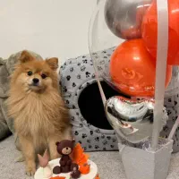 سگ پامر|سگ|ری, حمزه‌آباد|دیوار