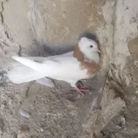 طوقی کرمانشاهی