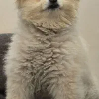 پامر گمشده|حیوانات|تهران, دریا|دیوار