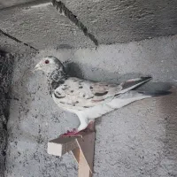 کفتر|پرنده|شیراز, شهرک قمشه|دیوار