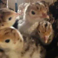 بوقلمون  یکروزه