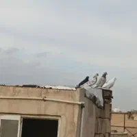 کفتر|پرنده|رباط‌کریم, الارد|دیوار