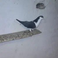 کبوتر رنگی|پرنده|آبگرم, |دیوار