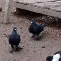 کبوتر قره لوتی اویناخ