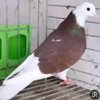 کبوتر