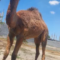 سلام شتر نر دوسال مخصوص داشت