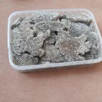 عسل شارم