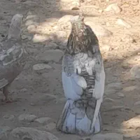 سینه سرور|پرنده|شیراز, شهرک صنعتی شیراز|دیوار