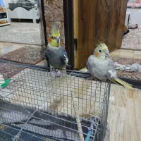 ۲جفت عروس اهلی ومولد|پرنده|ارومیه, |دیوار