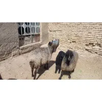 سه راس میش آبستن و بره دار
