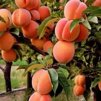 نهالستان عمده و خرده|خدمات باغبانی و درختکاری|شهرکرد, |دیوار