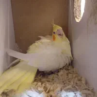 عروس هلندی مولد لوتینو و البینو روی تخم و جوجه