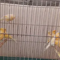 قناری پرتقالی نر مست و بخون