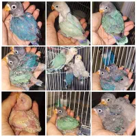 جوجه کوتوله دستی سرلاکی(دونه خور)طوطی