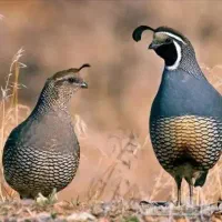 فروش بلدرچین کالیفرنیایی