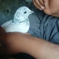 کفتر|پرنده|ساربوک, |دیوار