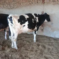 دوعدد گا‌و هولشتاین