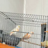 فروش قناری های پرورشگاه|پرنده|قیدار, |دیوار