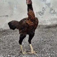 لاری|حیوانات مزرعه|تالش, جوکندان|دیوار