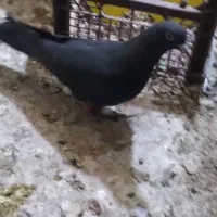 کبوتر گمشده|پرنده|رامهرمز, |دیوار