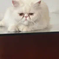 گربه ی پرشین سوپر فلت ، ماده|گربه|کرمانشاه, |دیوار