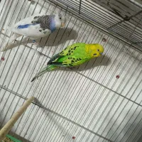 انواع مرغ عشق