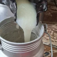 روغن گوسفندی بهاره.