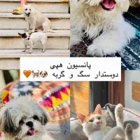 پانسیون سگ و گربه