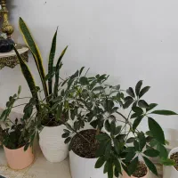 زاموفیلیا|گل و گیاه طبیعی|شاندیز, |دیوار